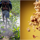 Illustration for article titled Great, our granola may have weedkiller in it
